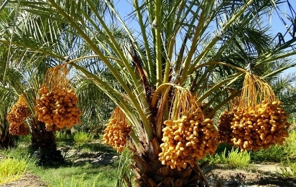 ننګرهار؛ سږ کال د خرما په حاصلاتو کې ډېروالی راغلی دی